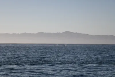 DSC_6639 (Large).JPG